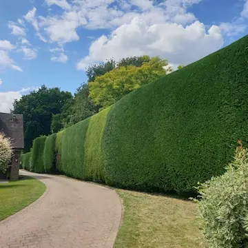 Hedge cutting and maintenance in Burgess Hill